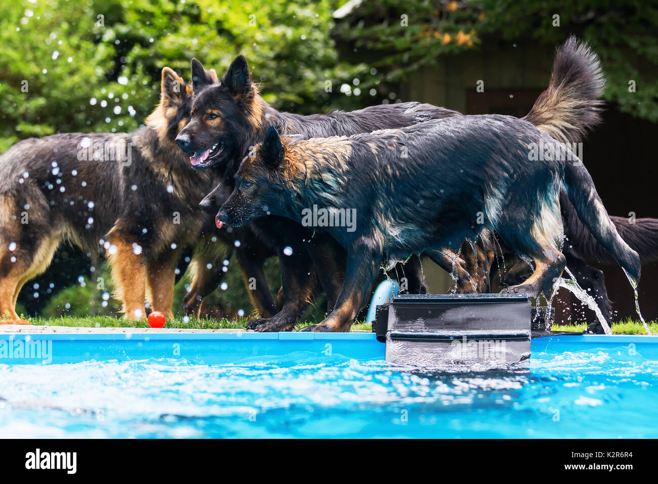 Foto di vecchi cani pastore tedesco che giocano in piscina Foto Stock