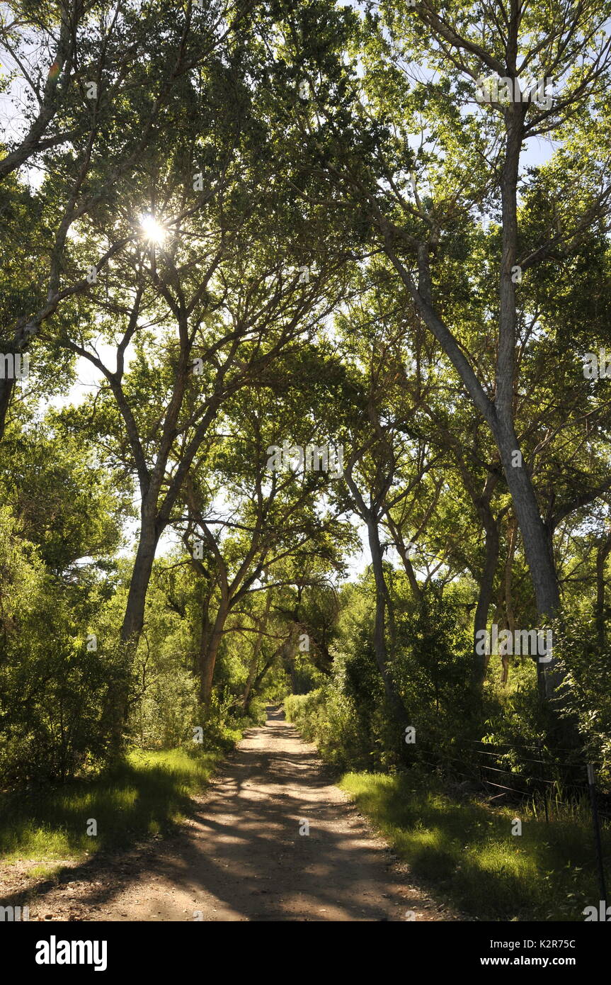 Gli alberi in una zona ripariale coprire l'Anza Trail lungo la Santa Cruz River, Tubac, Arizona, Stati Uniti. Foto Stock