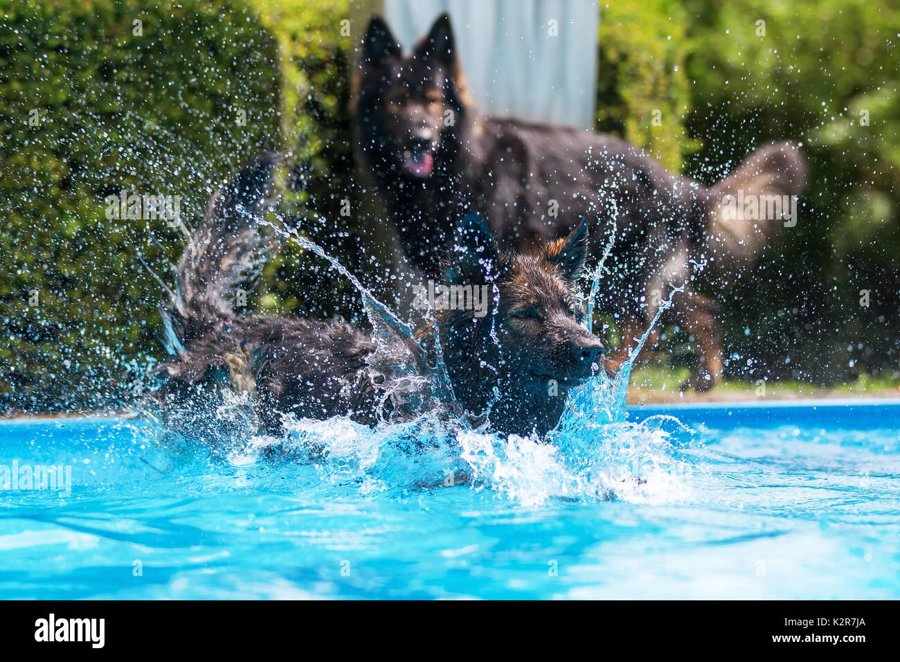 Foto di vecchi cani pastore tedesco che giocano in piscina Foto Stock