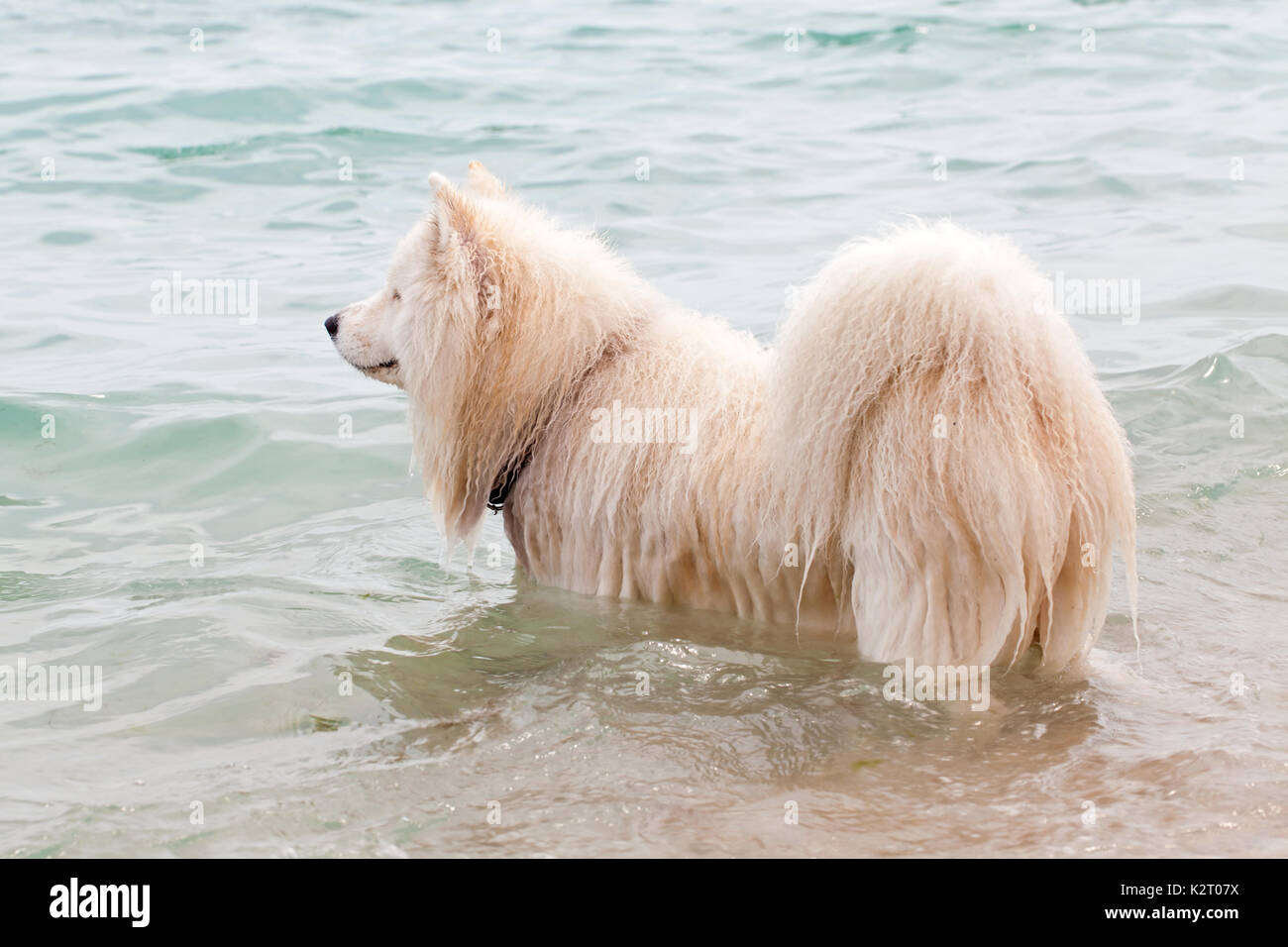 Immagine di un simpatico white Chow Chow cane il bagno in acqua di mare Foto Stock
