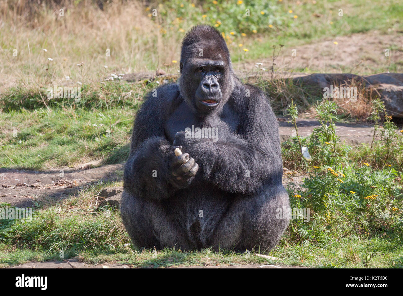 Nero gorilla di pianura in diverse posture Foto Stock