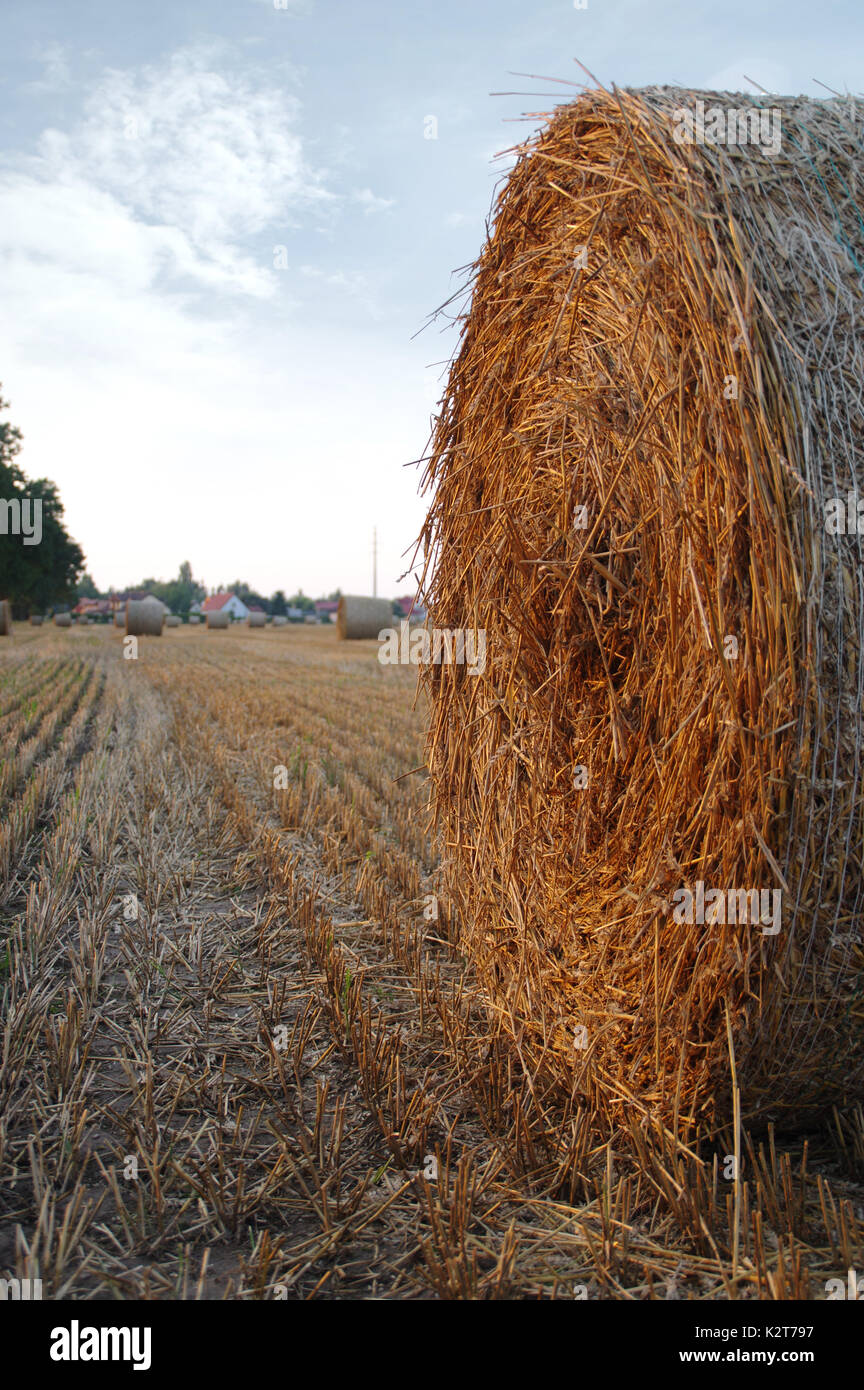 Asciugare le balle di fieno dopo la falciatura sul campo con il villaggio in background Foto Stock