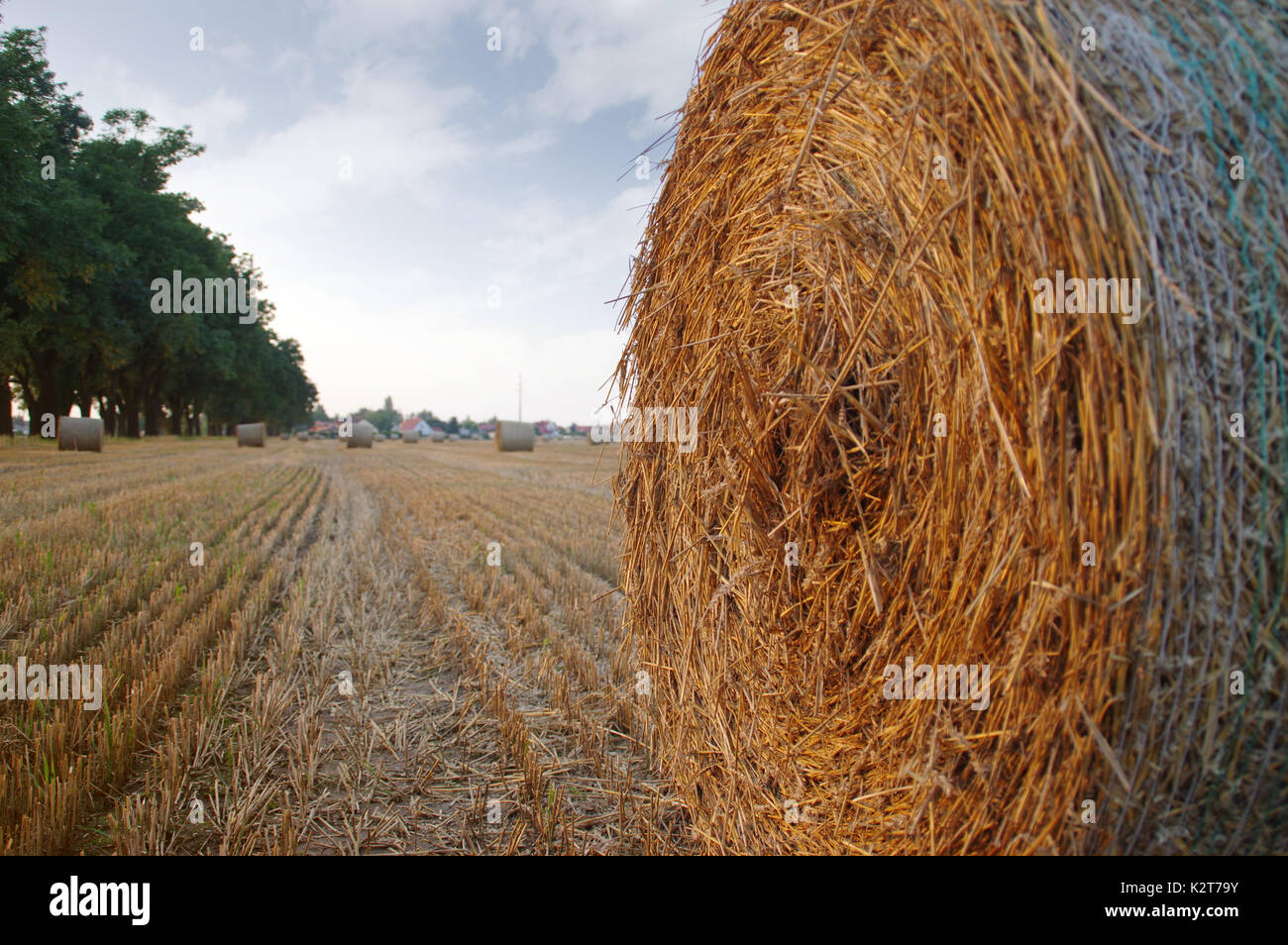 Asciugare le balle di fieno dopo la falciatura sul campo con il villaggio in background Foto Stock