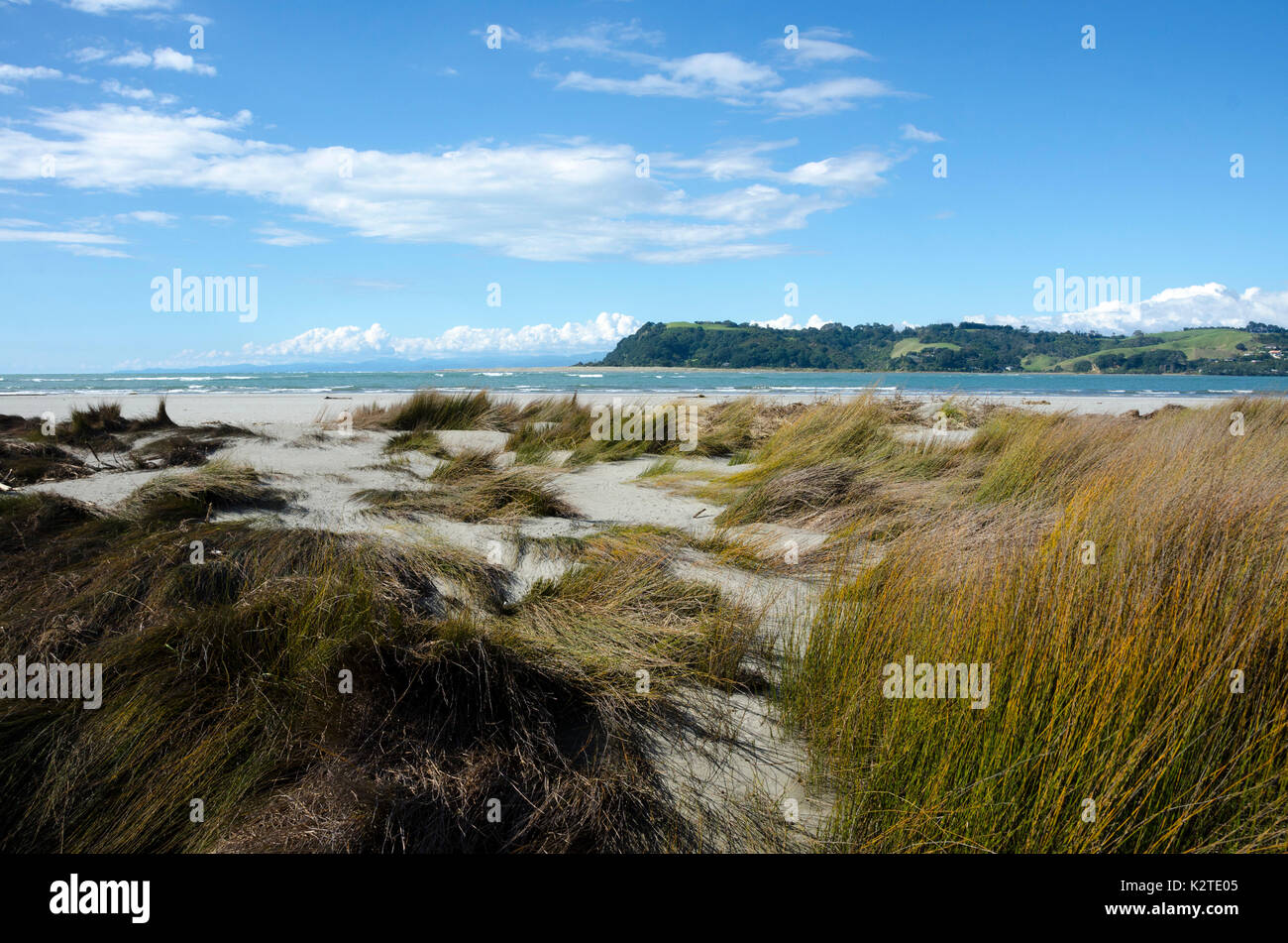 Erba sulle dune di sabbia a Ohope, Baia di Planty, Isola del nord, Nuova Zelanda Foto Stock