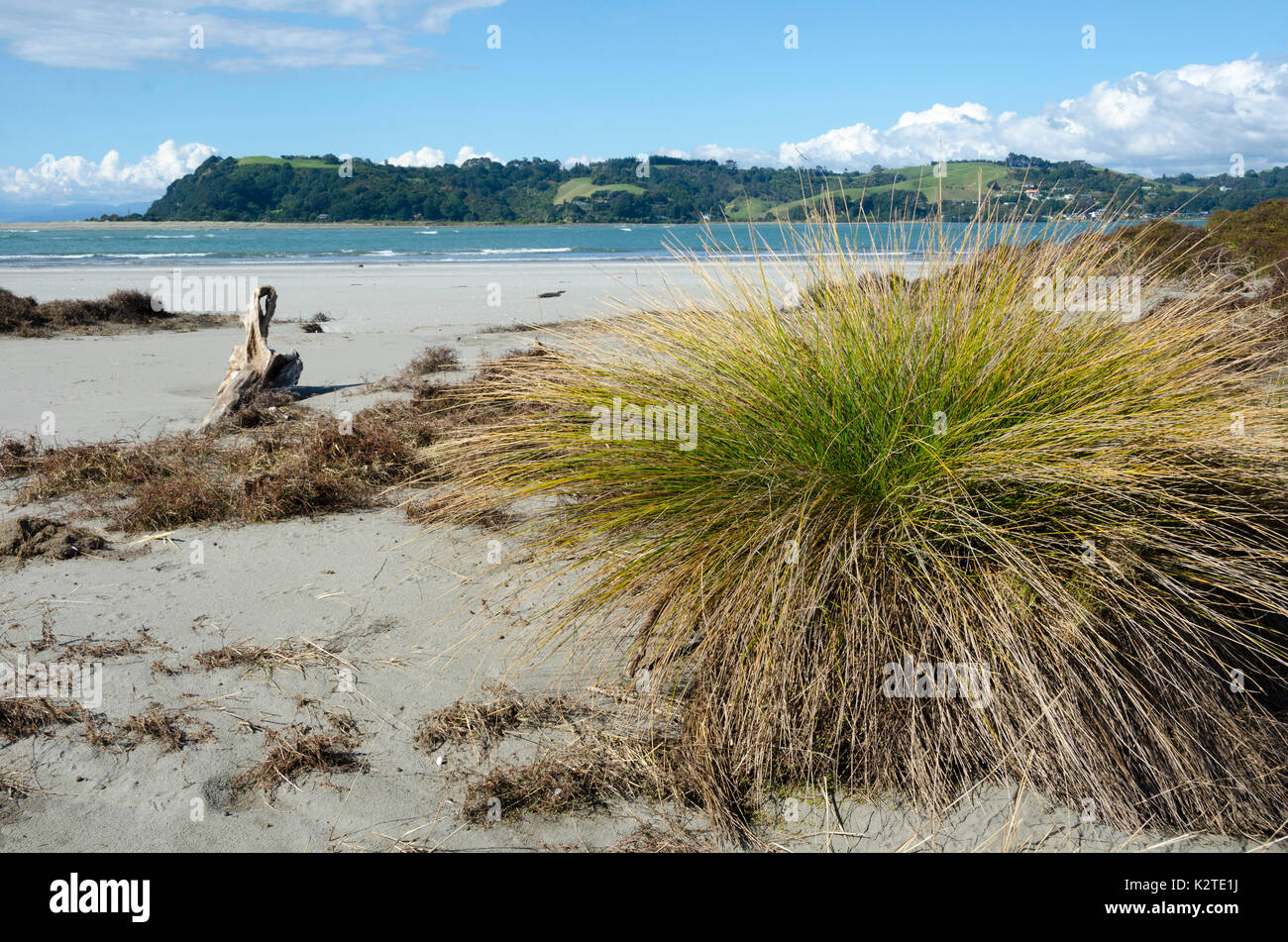 Erba sulle dune di sabbia a Ohope, Baia di Planty, Isola del nord, Nuova Zelanda Foto Stock