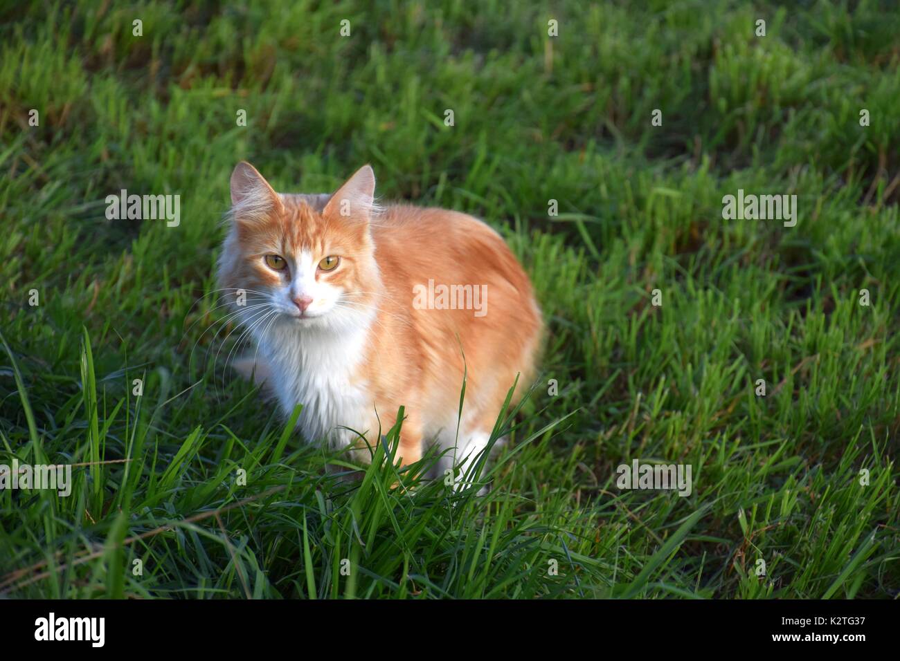 Con i capelli lunghi tartaruga cat, arancione e bianco, Torties Particolored Cat, felis catus, Felis silvestris catus Foto Stock