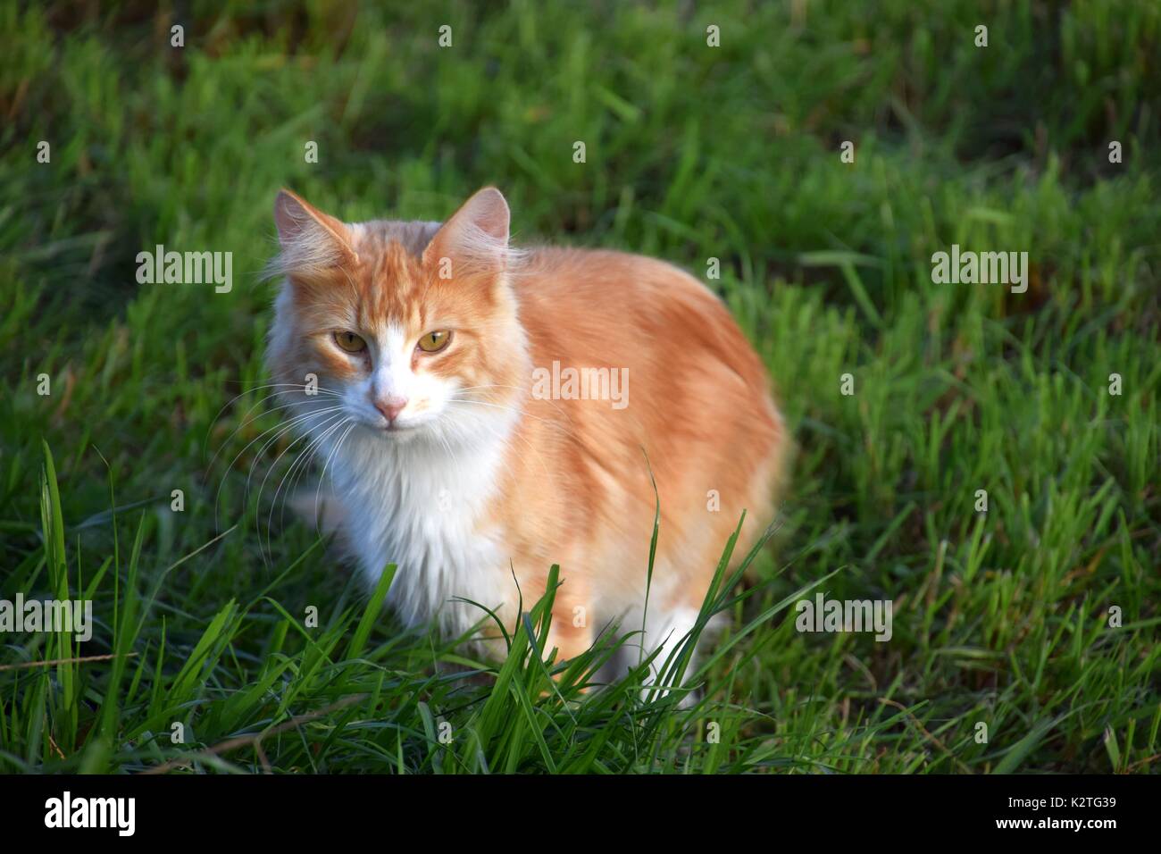 Con i capelli lunghi tartaruga cat, arancione e bianco, Torties Particolored Cat, felis catus, Felis silvestris catus Foto Stock