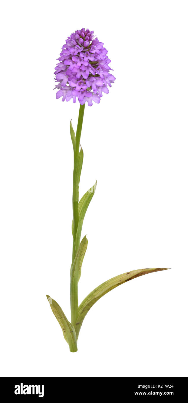 Orchide - Anacamptis pyramidalis Foto Stock