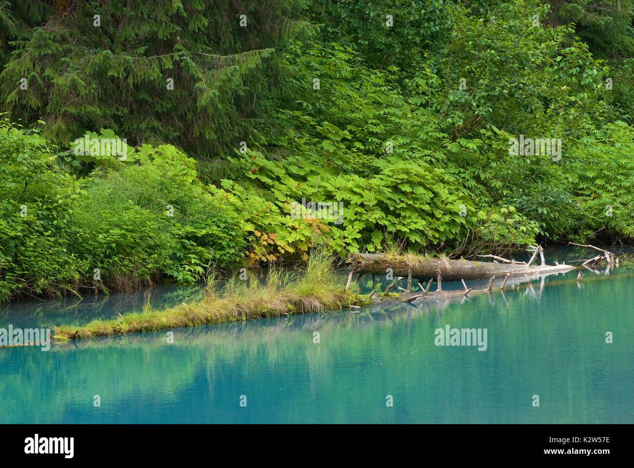 Tronchi galleggianti in laguna blu al Fish Creek, Tongass National Forest, Hyder, Alaska, STATI UNITI D'AMERICA Foto Stock