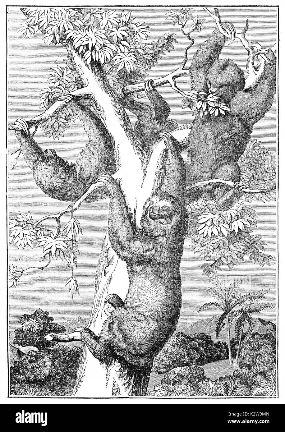 Vecchia illustrazione di Sloth (Bradypus variegatus). Da autore non identificato, pubblicato sulla rivista Penny, London, 1835 Foto Stock