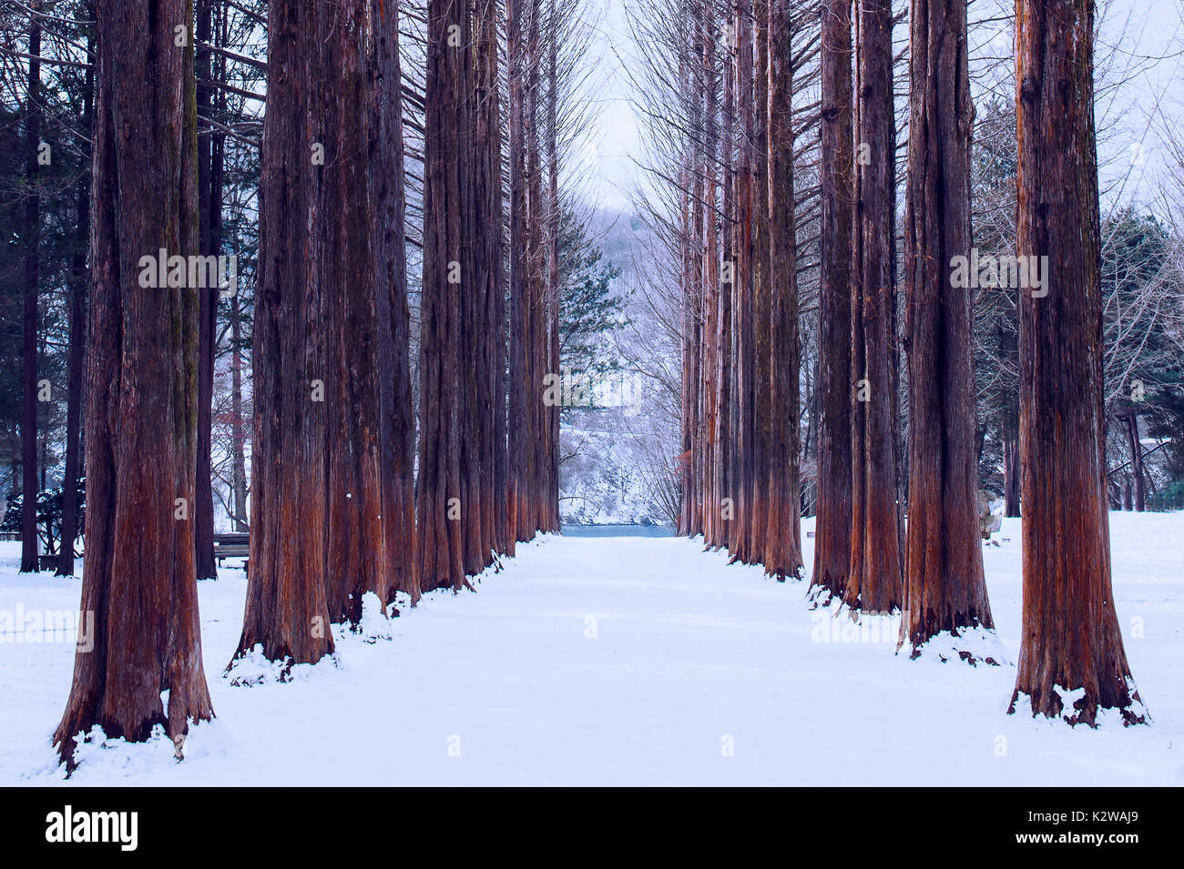 Nami Island in Corea,Fila di alberi di pino in inverno. Foto Stock