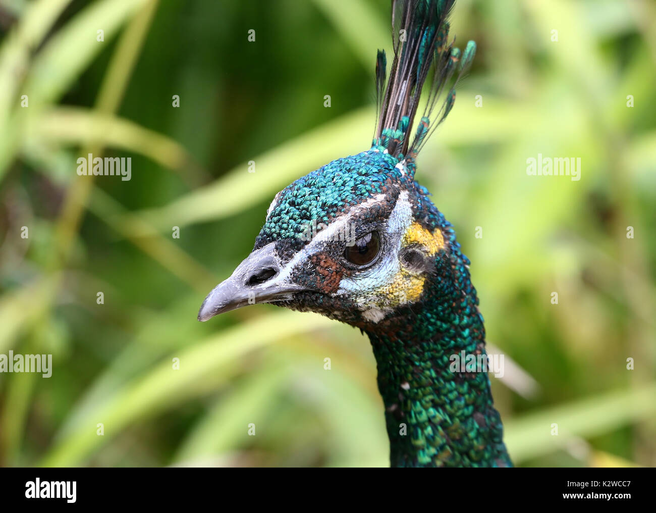 Maschio verde asiatici pavone o Java peafowl (Pavo muticus), primo piano della testa, visto di profilo Foto Stock