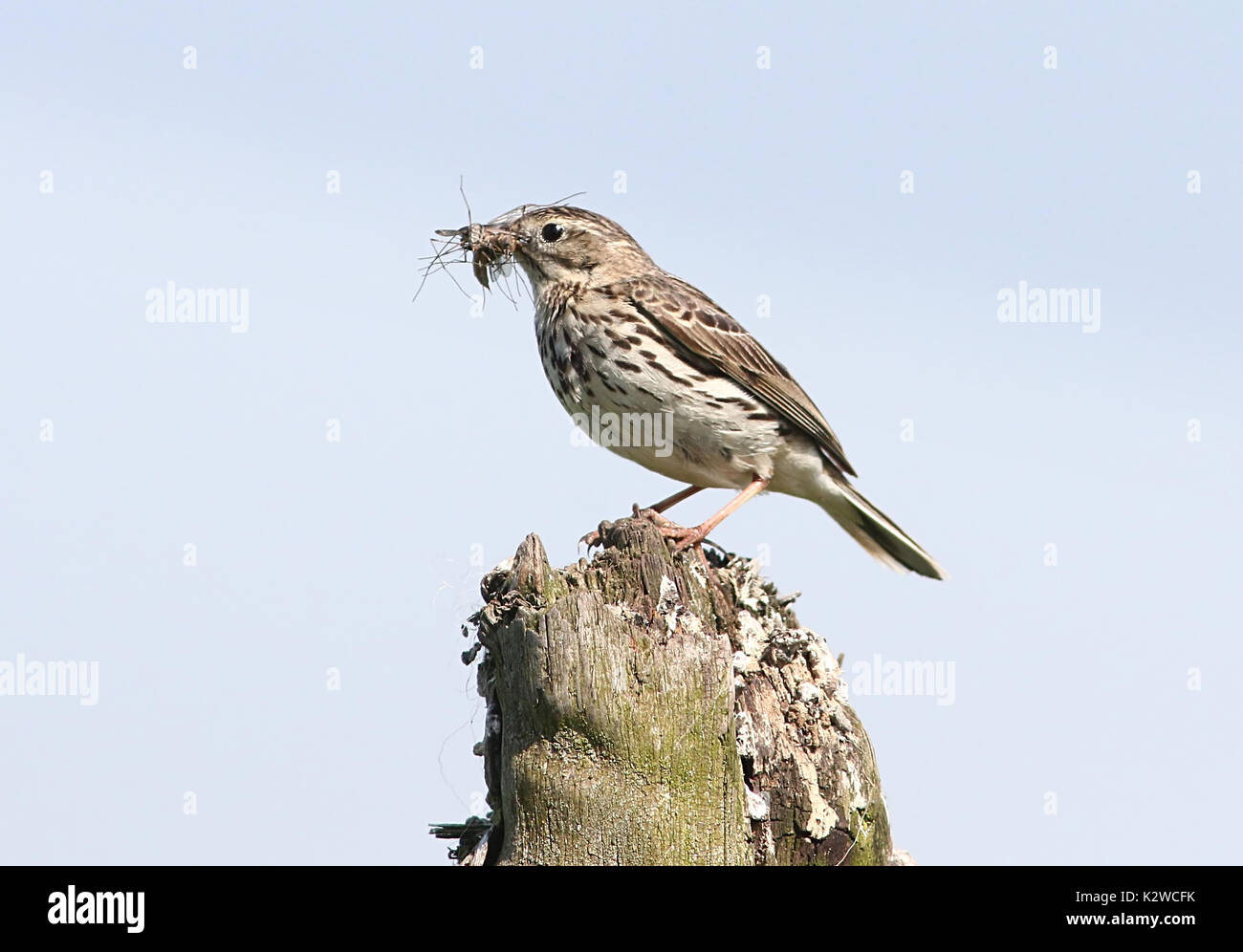 Unione Meadow Pipit (Anthus pratensis) con caugh insetti. Foto Stock