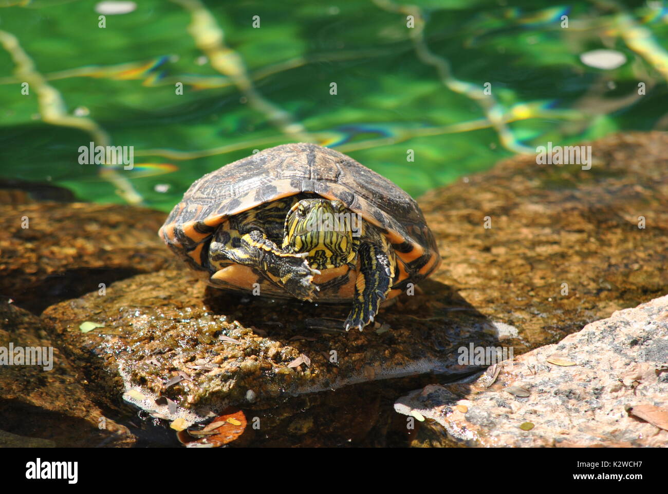 La piccola tartaruga Foto Stock