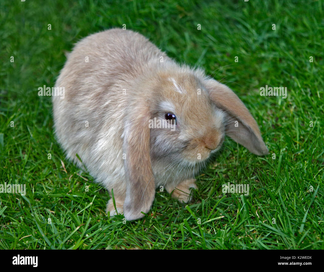 Baby e Mini Lop Rabbit Doe Foto Stock
