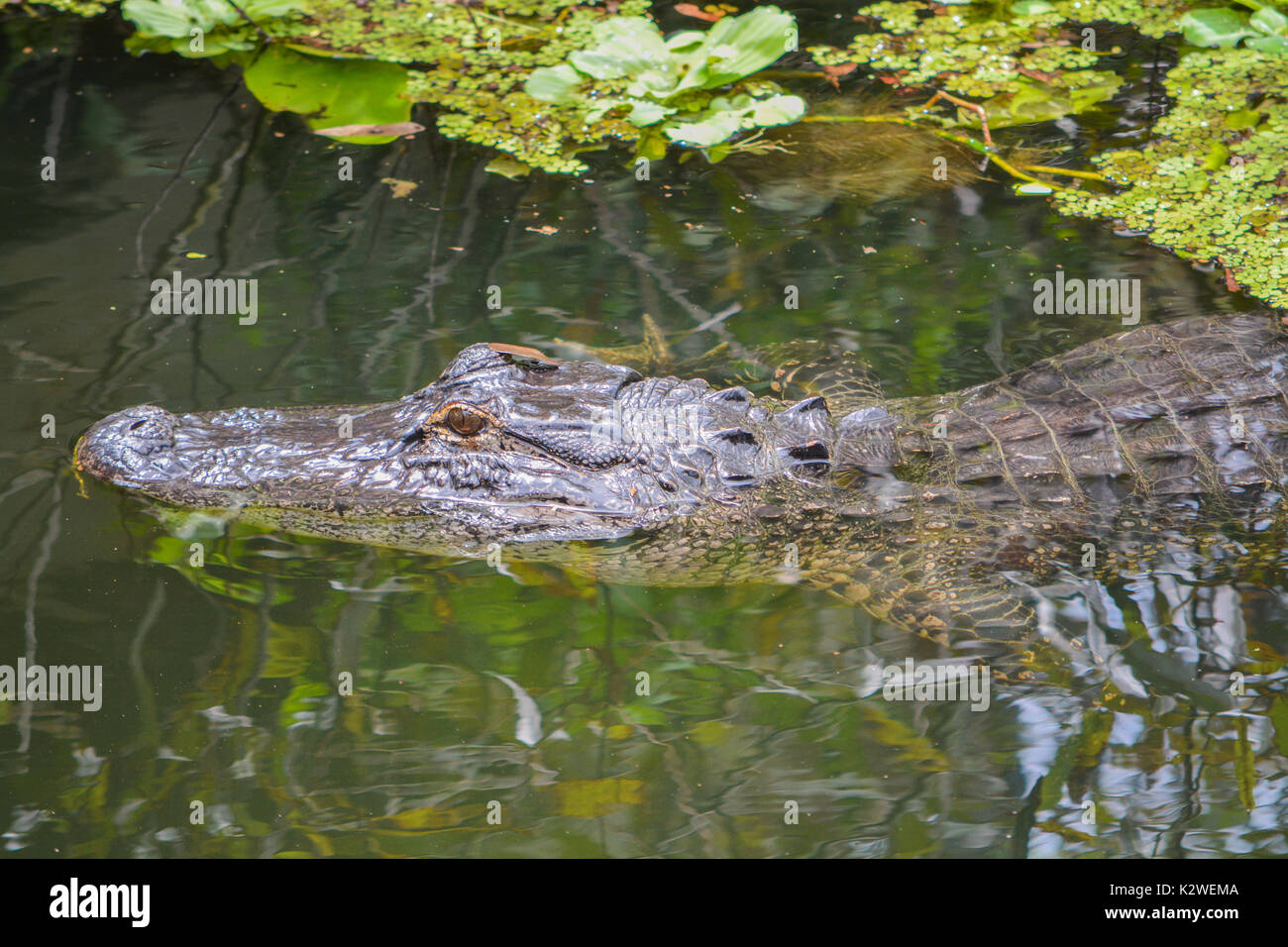 Un coccodrillo americano (alligator mississippiensis) in Largo, Florida Foto Stock