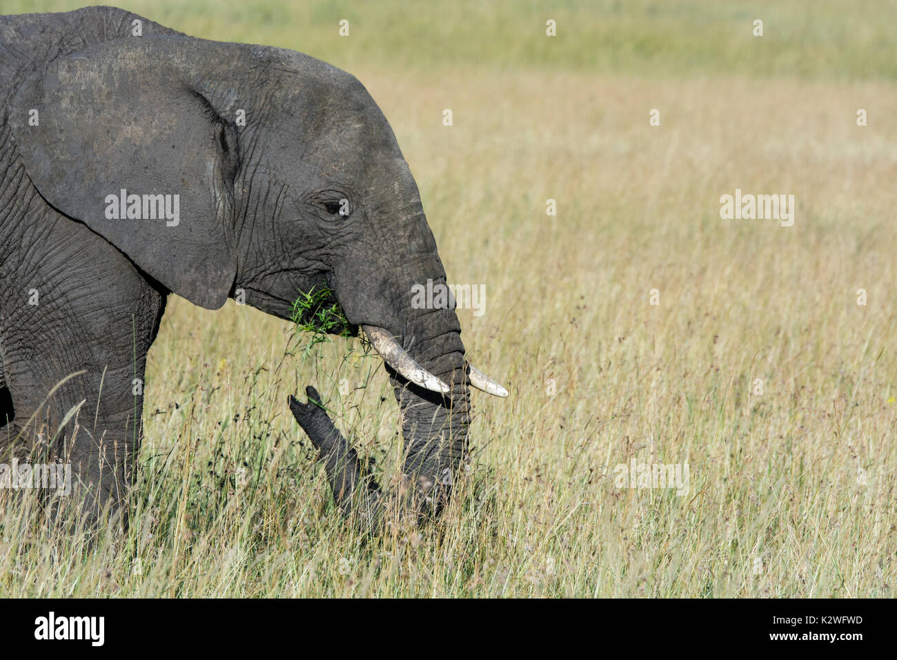 Vista laterale di un lone Elefante africano Loxodonta africana,mangiare erba, il Masai Mara riserva nazionale, Kenya, Africa orientale Foto Stock