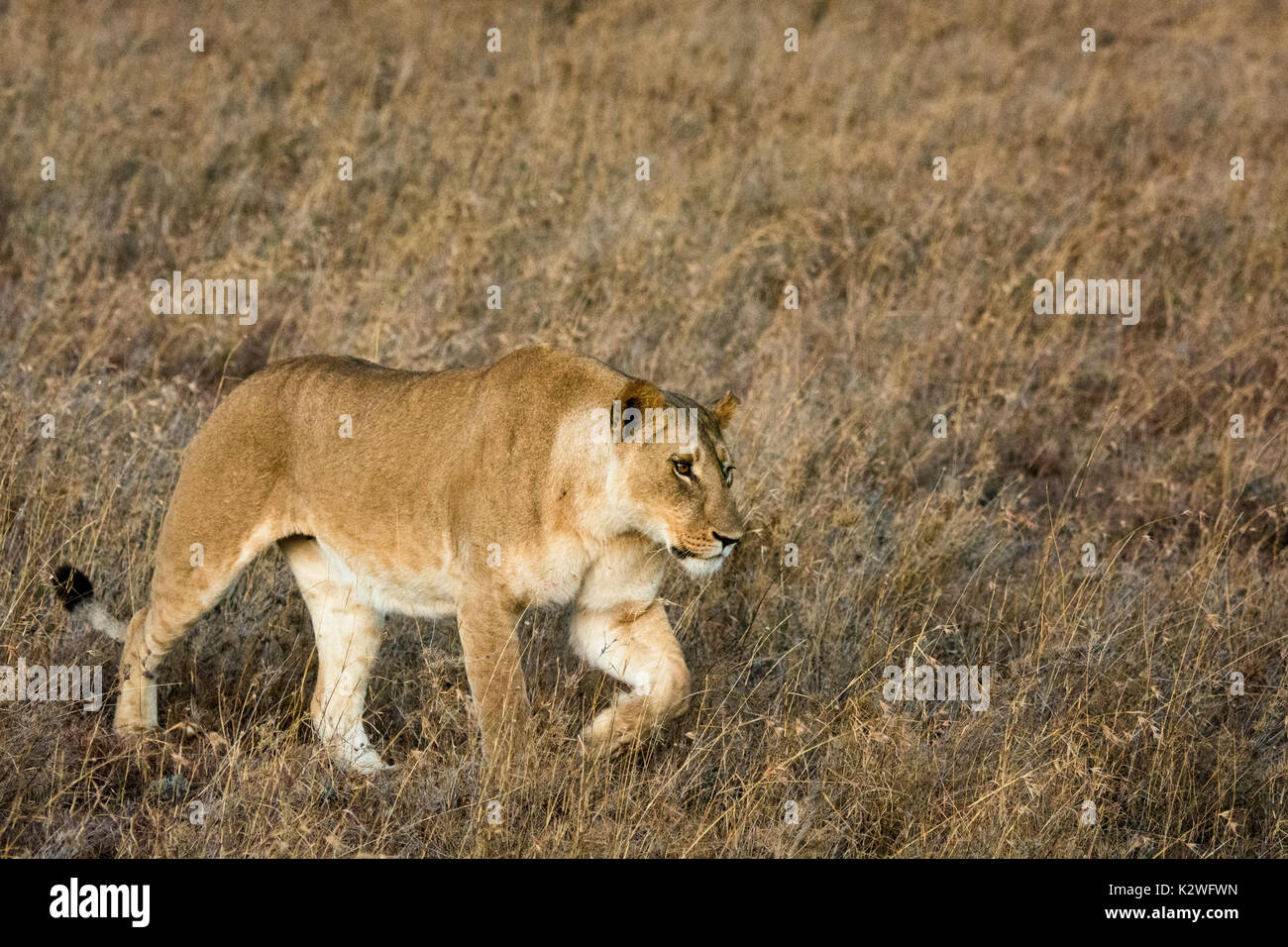 Leonessa africana, Panthera leo, stalking, caccia in erba secca in Ol Pejeta Conservancy, nel nord del Kenya, Africa orientale Foto Stock
