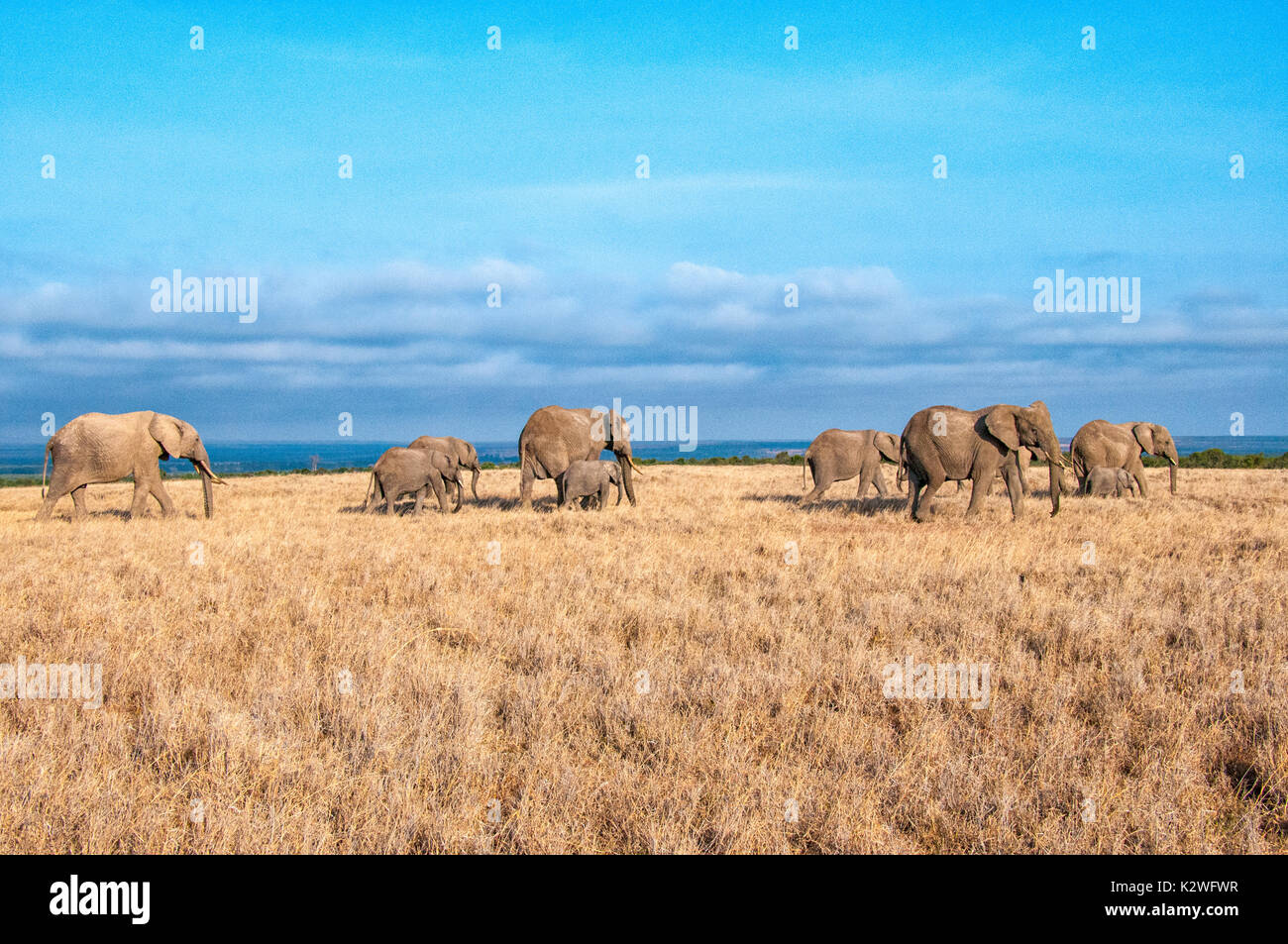 Branco di elefanti africani, Loxodonta africana, camminare su erba secca in Ol Pejeta Conservancy, Samburu, nel nord del Kenya, Africa orientale Foto Stock
