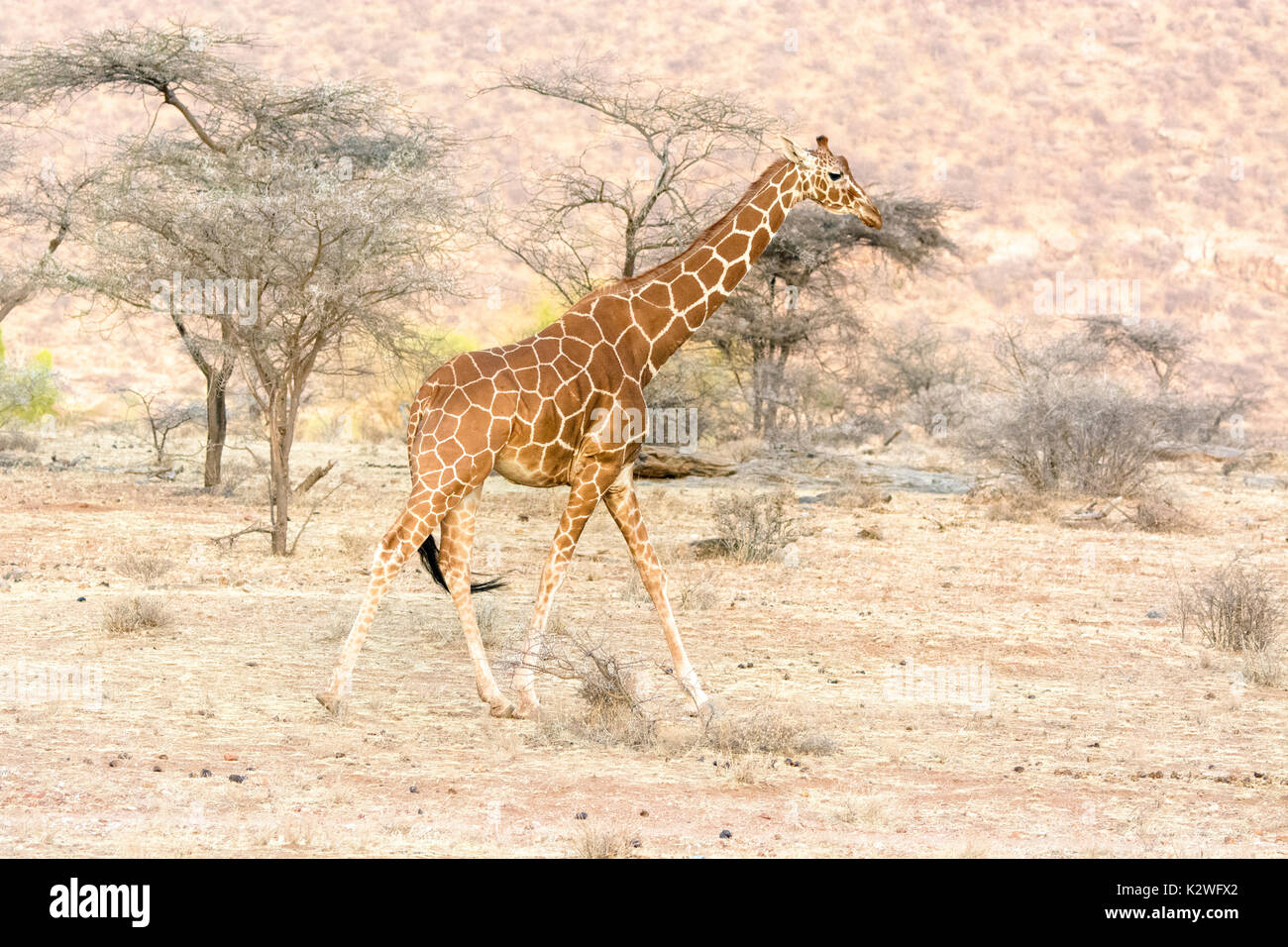 Vista laterale di un solitario traliccio Giraffe, Giraffa camelopardalis reticulata, passeggiate in Bufalo Springs riserva nazionale, Kenya, Africa orientale Foto Stock