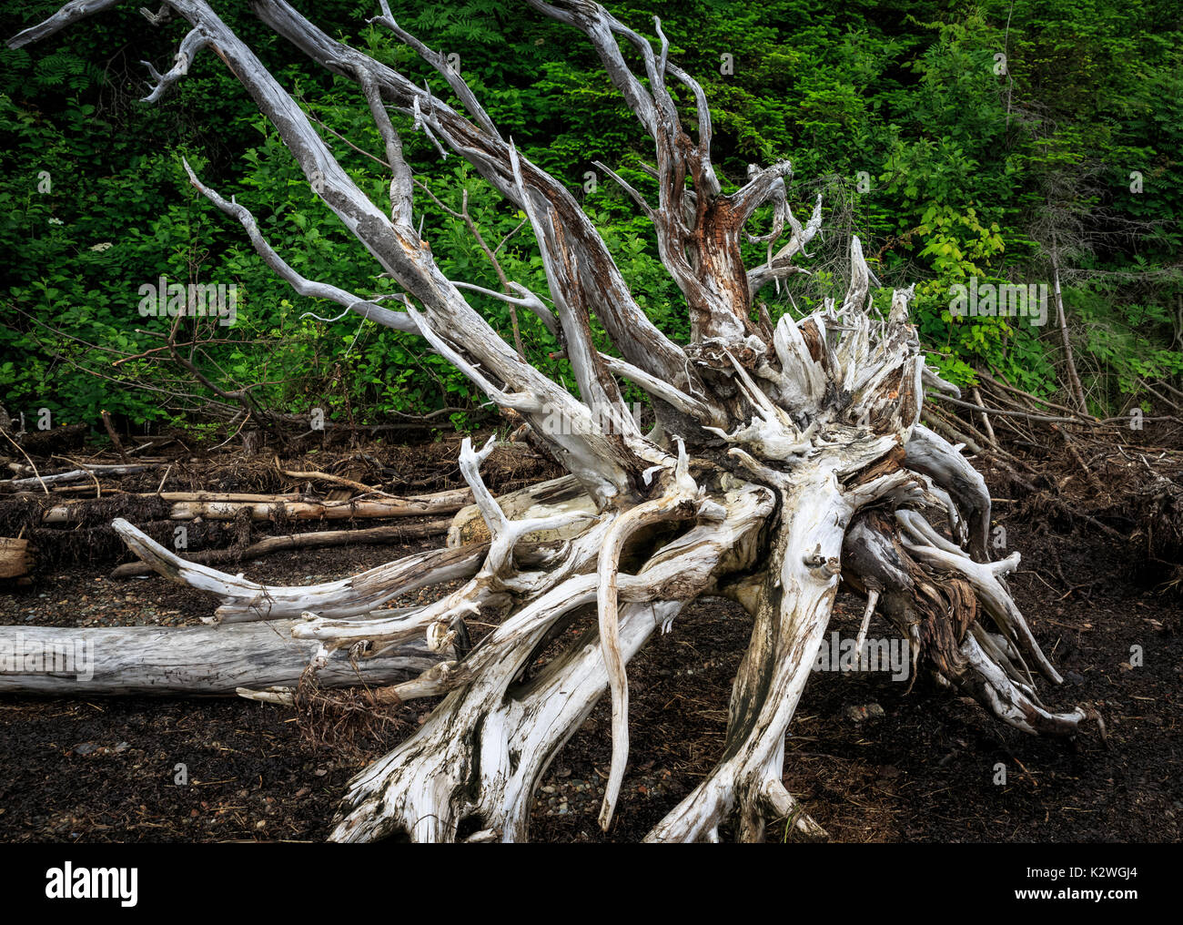 Grande pezzo di driftwood lavato fino su una riva in New Brunswick, Canada Foto Stock