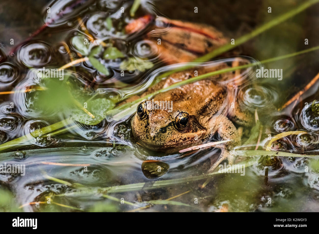 Un vicino a basso angolo di visione di un Rosso settentrionale-gambe rana che salgono dal oscuro, il gorgogliamento di acqua a bordo di un laghetto naturale (British Columbia). Foto Stock