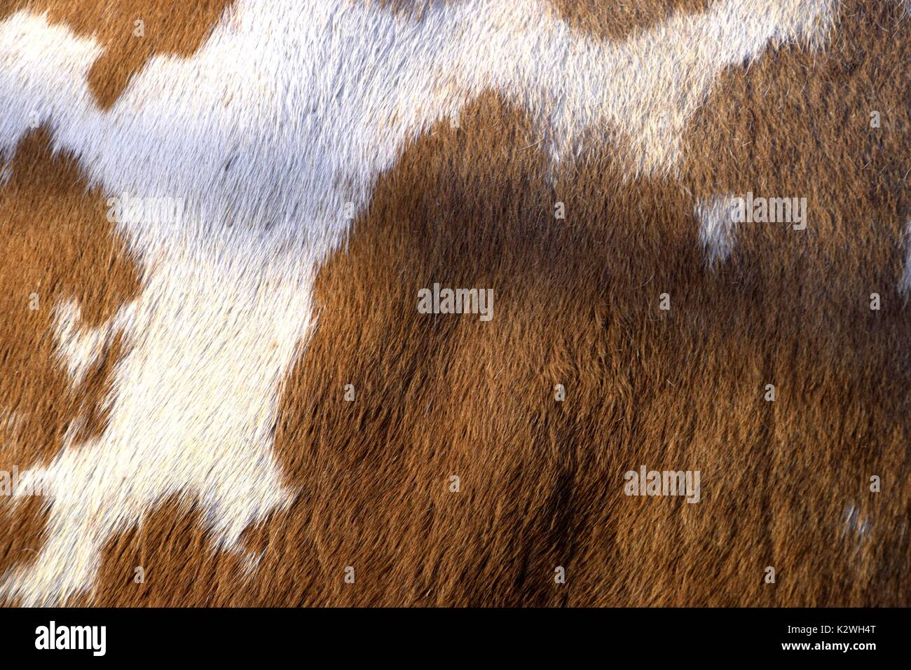 Simmentaler bovini, arancione-bianco Bos primigenius Taurus, bos taurus, a pelo corto pelo di una vivace mucca, Fleckvieh in Baviera, a pagamento Foto Stock