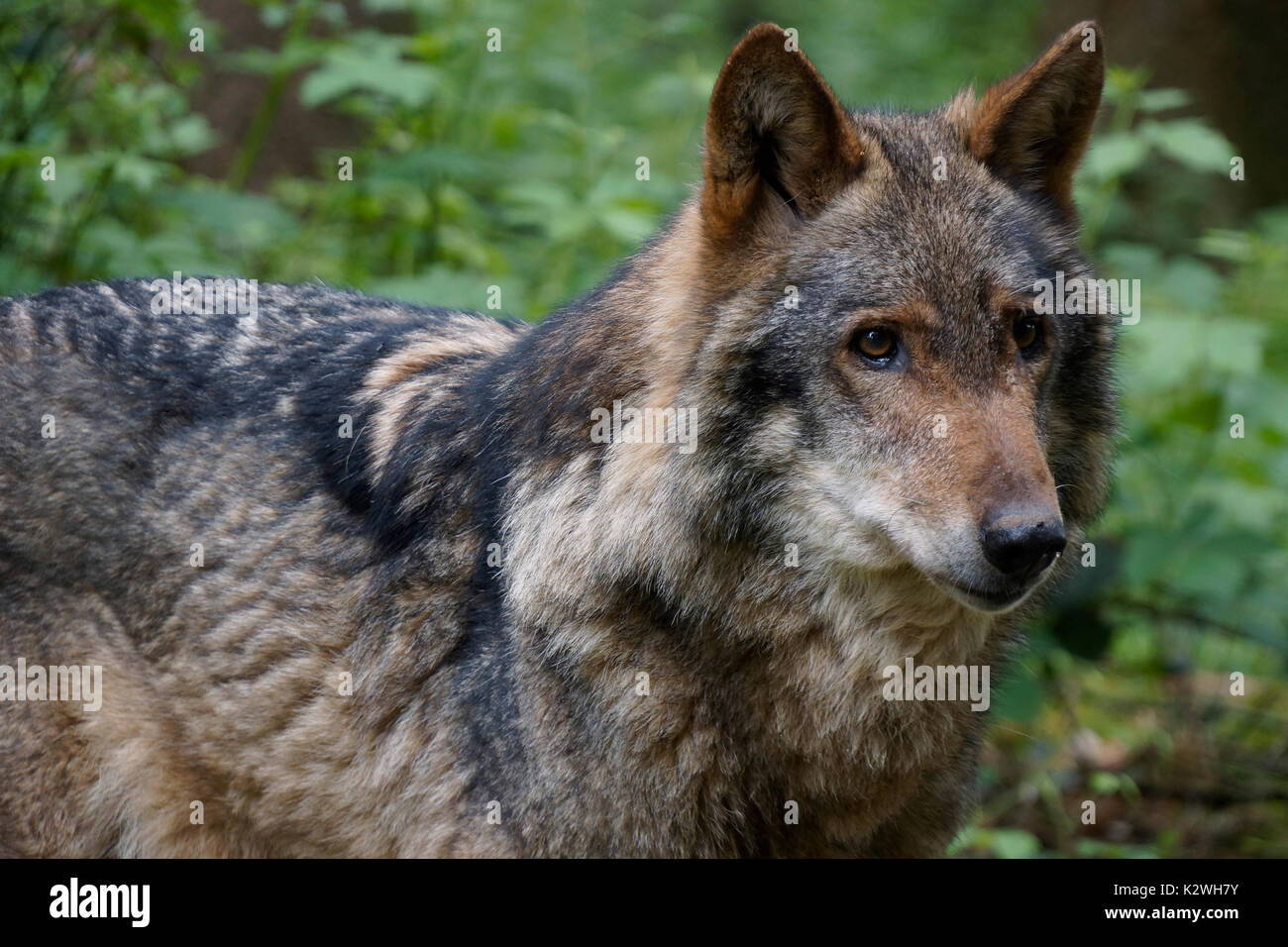 Primo piano di un lupo Foto Stock