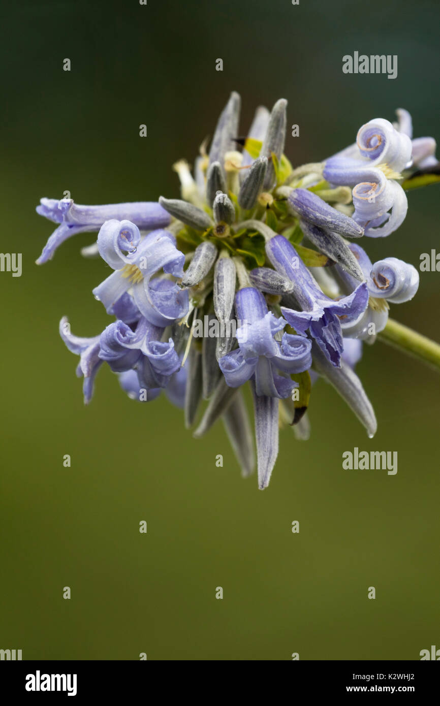 Clustered tubolare fiori blu della non-climbing perenne clematis, Clematis heracleifolia "Cote d Azur' Foto Stock