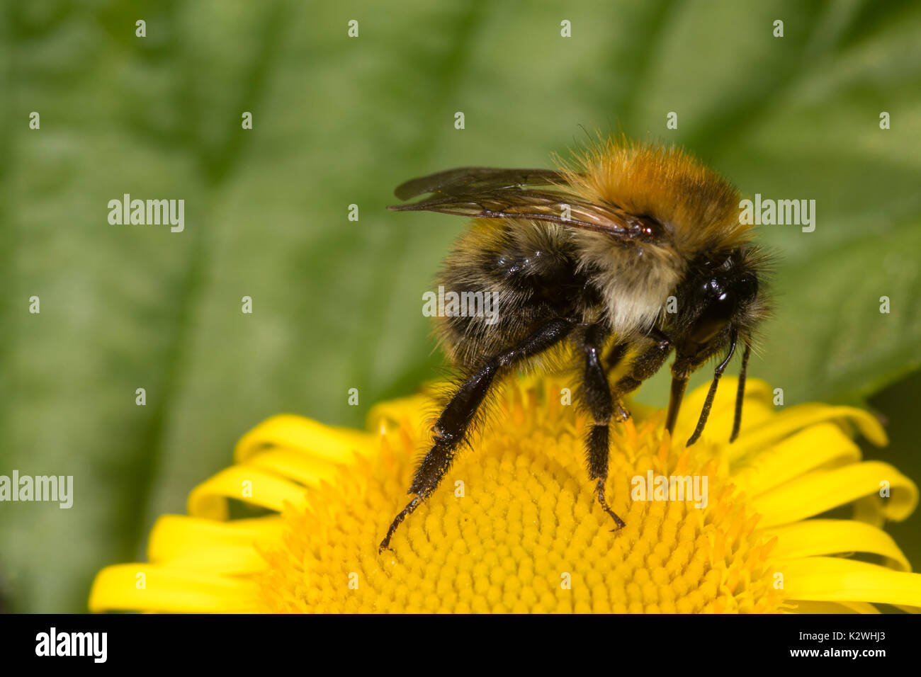 Lavoratore della carda comune bee, Bombus pascuorum, alimentando il comune, fleabane Pulicaria dysenterica Foto Stock