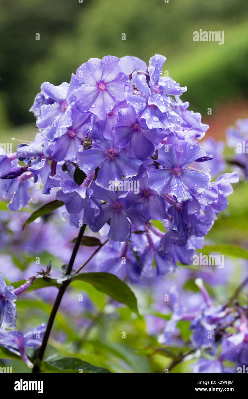 Pioggia bagna tarda estate fiori del fragrante, perenni Phlox paniculata 'Blue Paradise' Foto Stock