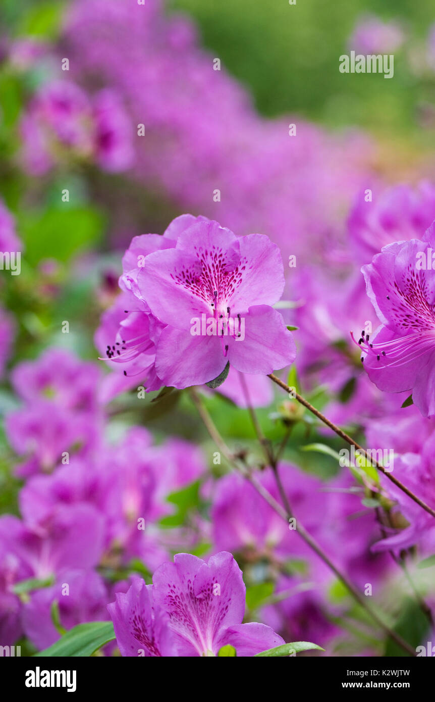 Rhododendron Satsuki fiori. Foto Stock