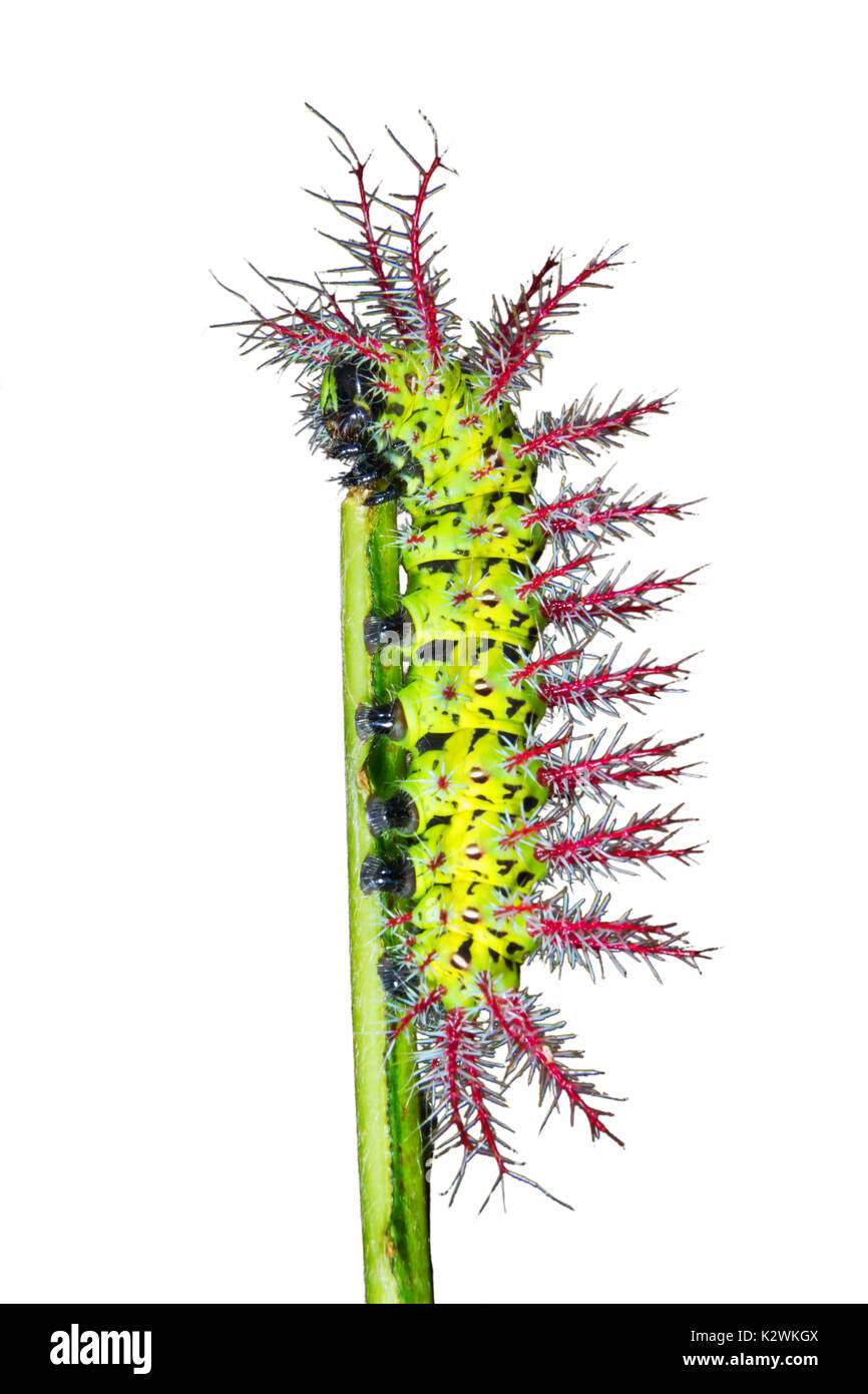 Caterpillar di Automeris metzli moth, isolato su sfondo bianco. Foto Stock
