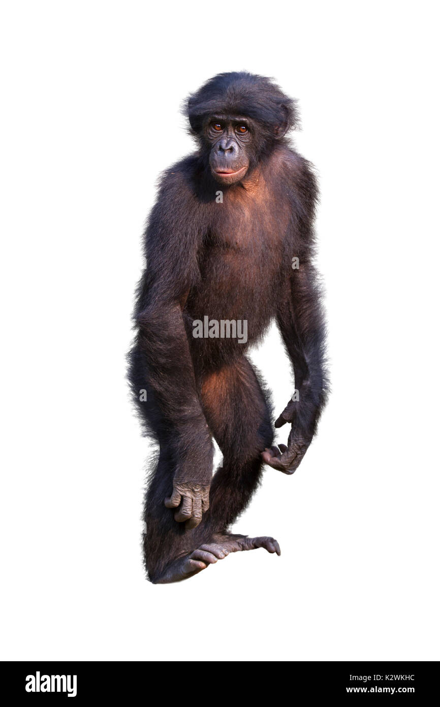 Bonobo (Pan paniscus) in piedi, isolati su sfondo bianco. Foto Stock