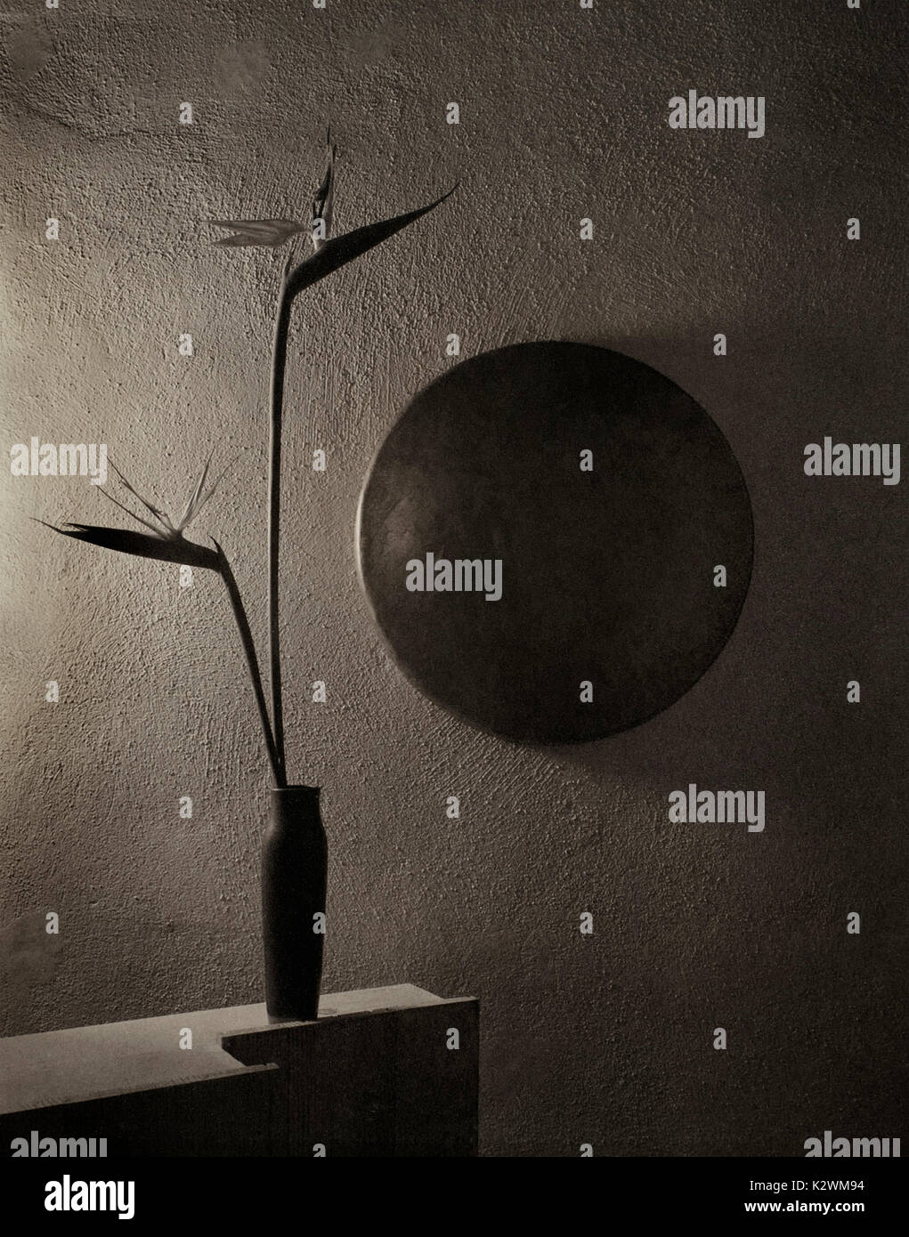 Ancora fotografico con uccello del paradiso e luci soffuse sulla parete di adobe con texture Foto Stock