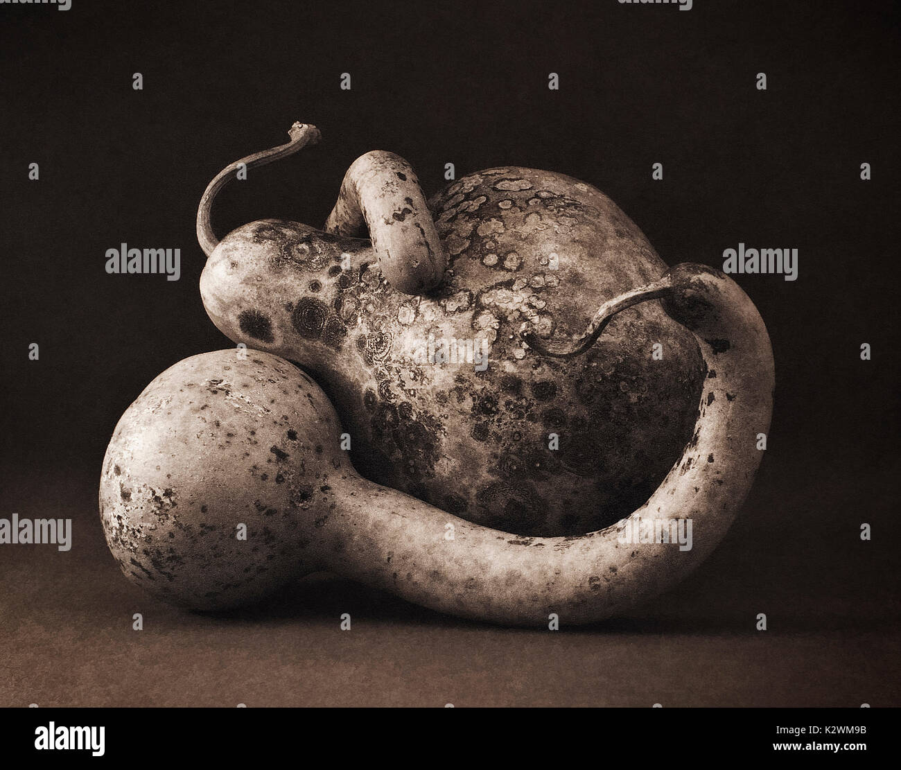 PLATINUM PALLADIUM still life foto con amorevole zucche Foto Stock