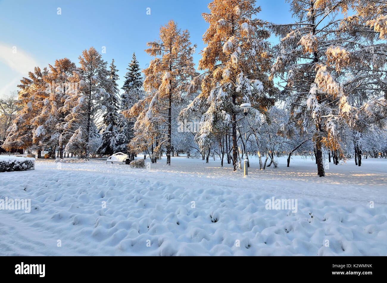 City Park Alley dopo la prima nevicata. Incantevole paesaggio invernale - coperta di neve aghi dorati di larici, boccole nella luce del sole al tramonto. Foto Stock