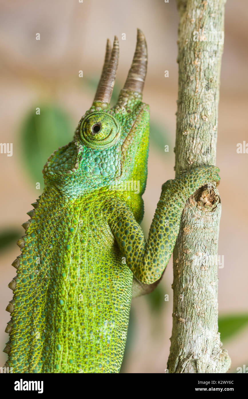 Jackson, chameleon (Trioceros jacksonii) sul ramo, Nairobi, Kenia Foto Stock