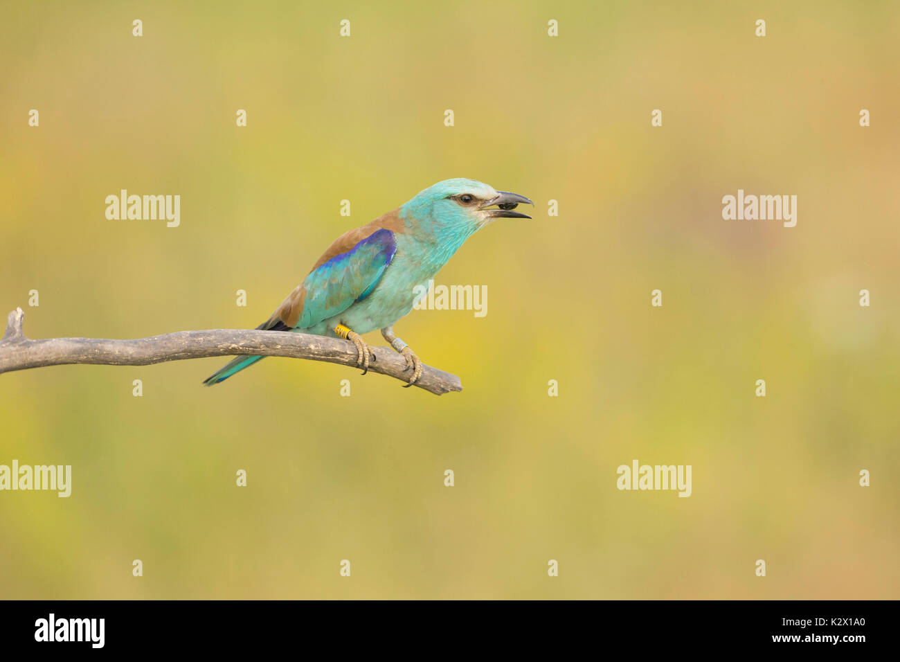 Rullo europea (Coracias garrulus), adulto, con preda di insetti, appollaiato sul ramo, Vojvodina, Serbia, Giugno Foto Stock