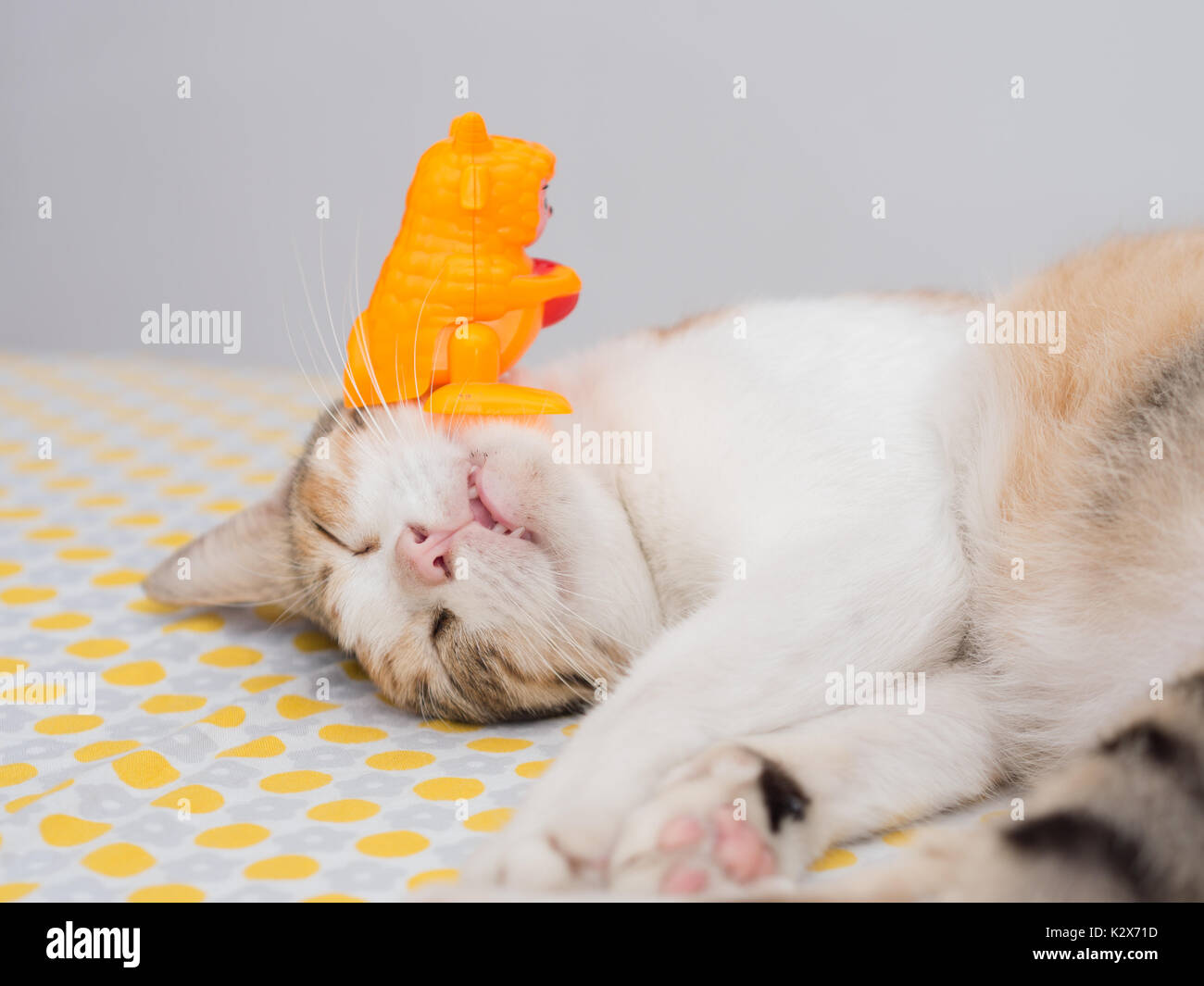Striped Cat dormire con il giocattolo sul letto Foto Stock Striped Cat dormire con il giocattolo sul letto Foto Stock