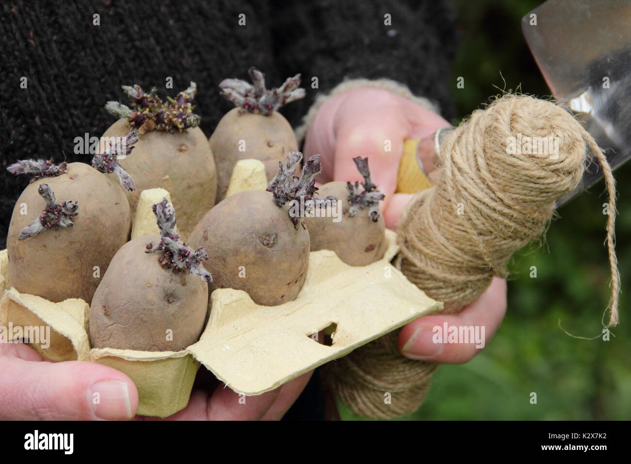 Solanum tuberosum. Le patate da semina snocciolate in una scatola di uova riciclate, pronte per essere piantate - primavera, Regno Unito Foto Stock