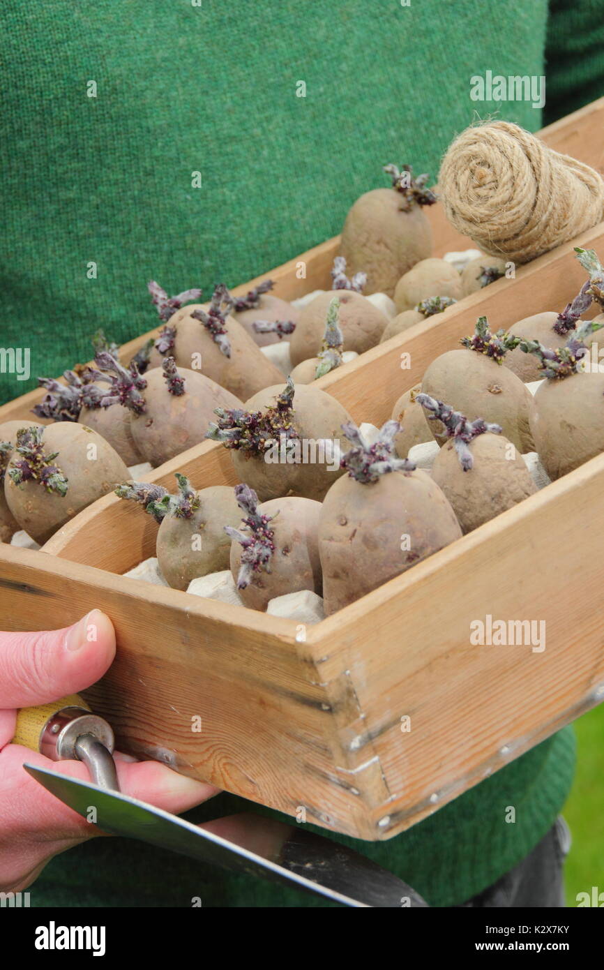 Solanum tuberosum. Vassoio in legno di chitted tuberi seme di patate pronti per la semina - Molla, REGNO UNITO Foto Stock
