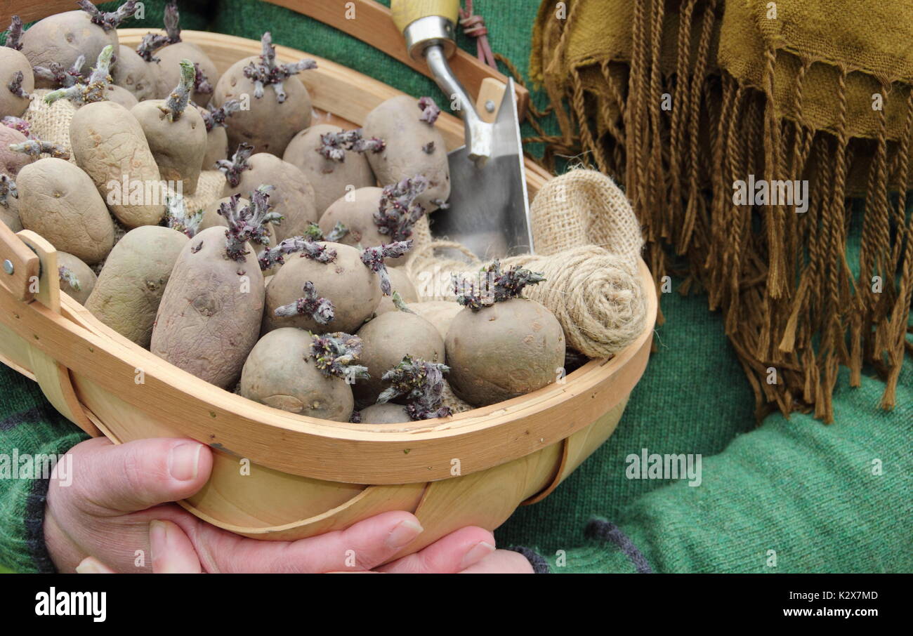Solanum tuberosum. Chitted tuberi seme di patate pronti per la semina in inglese na hgarden - molla REGNO UNITO Foto Stock