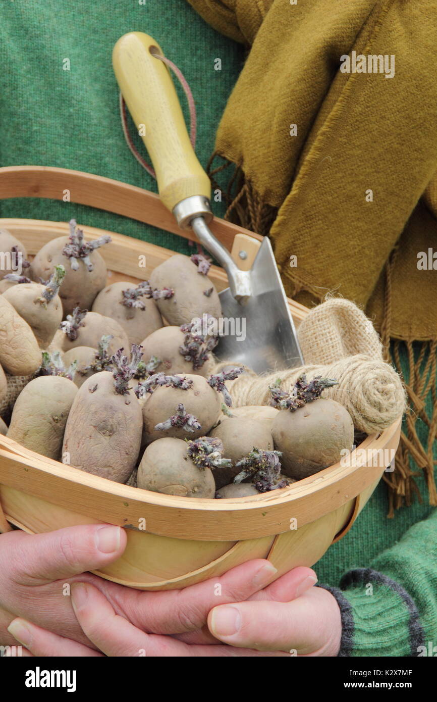 Solanum tuberosum. Patate da semina snocciolate pronte per la piantagione. REGNO UNITO Foto Stock