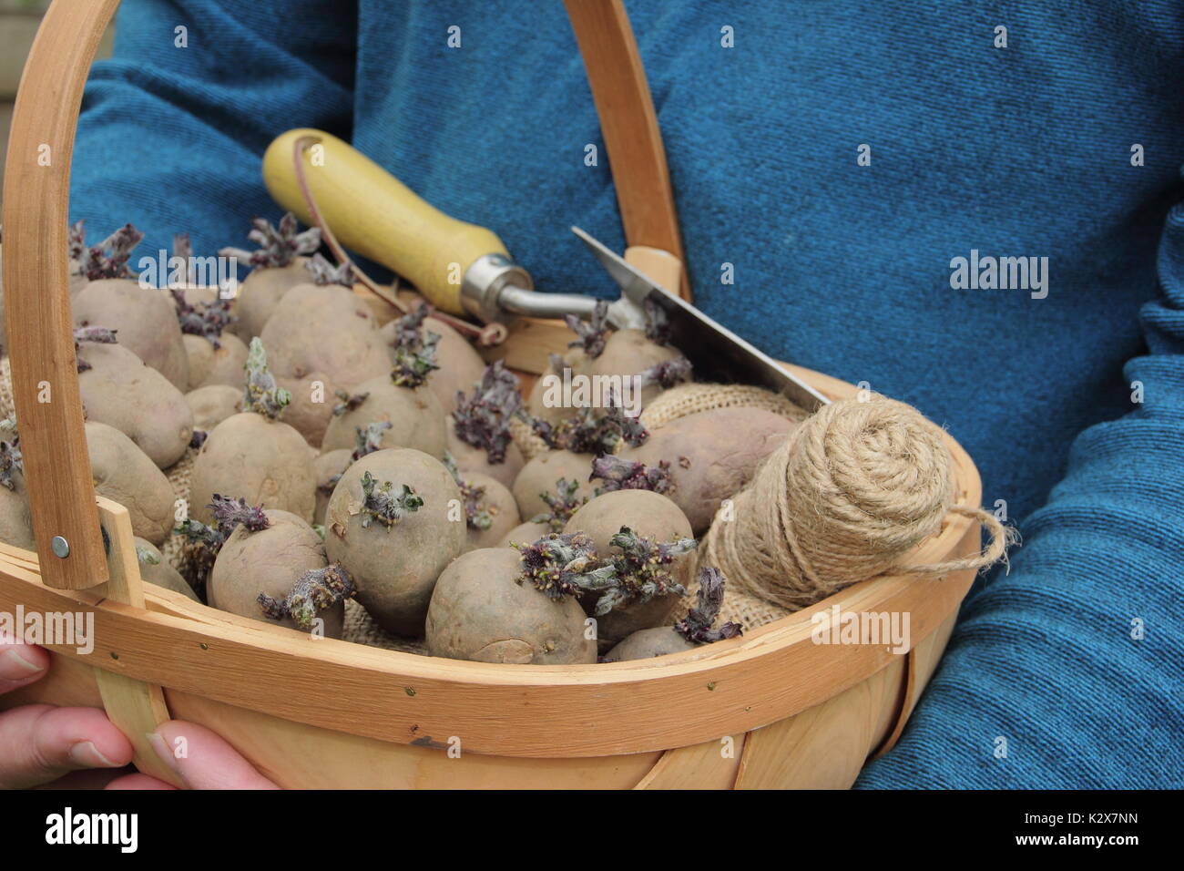 Solanum tuberosum. Chitted tuberi seme di patate pronti per la semina in inglese na hgarden - molla REGNO UNITO Foto Stock