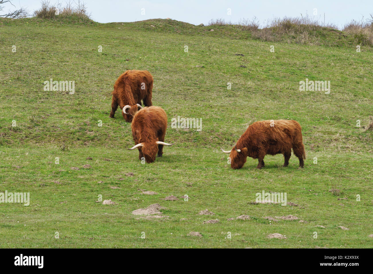 Highland bovini sul prato di gulstav mose langeland, Danimarca Foto Stock