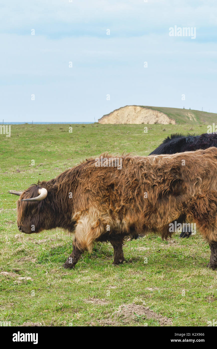 Highland bovini sul prato di gulstav mose langeland, Danimarca Foto Stock