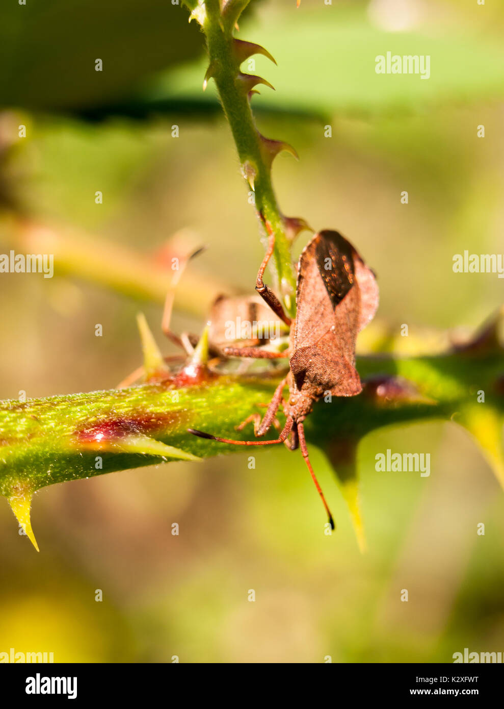 Close up del dock bug sul ramo spinoso Coreus marginatus; Inghilterra; Regno Unito Foto Stock