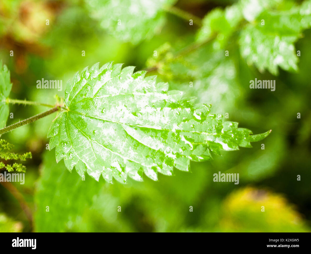 Close up di lussureggiante verde foglie mature umido sfondo di rugiada; Inghilterra; Regno Unito Foto Stock