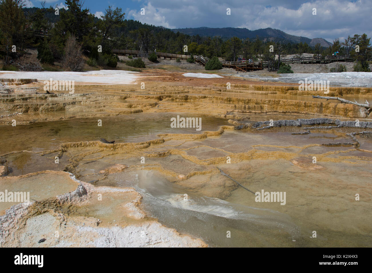 I batteri e colore Algea Minerva Terrazza di Mammoth Hot Springs, il Parco Nazionale di Yellowstone, WY Foto Stock